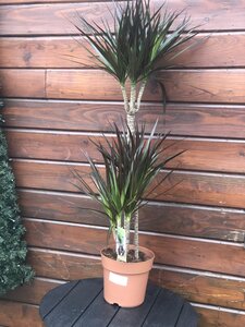 Dracaena marg. 'Magenta' - image 2