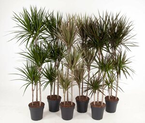 Dracaena marginata mix