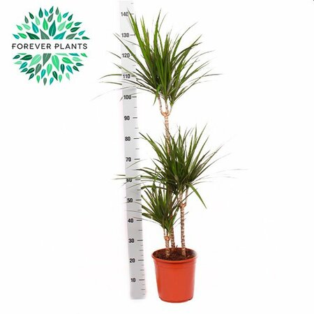 Dracaena marginata  P24