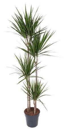 Dracaena marginata P27