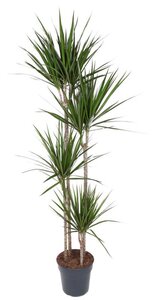 Dracaena marginata P27