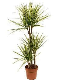 Dracaena marginata 'Sunray'