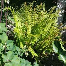 Dryopteris af. 'Crispa' / 1.5 Ltr pot