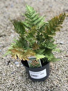 DRYOPTERIS erythrosora