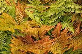 Dryopteris erytrosora