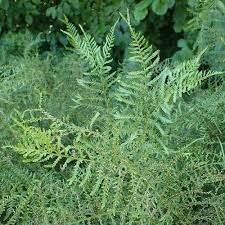 Dryopteris f.-m. 'Lin. Polydactyla' / 1.5 Ltr pot