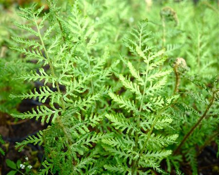 Dryopteris f.m. 'Linearis Poly