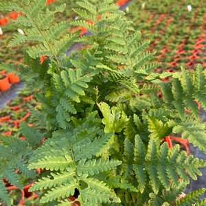 Dryopteris filix-mas