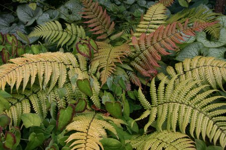 Dryopteris Lepidopoda