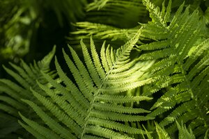 Dryopteris wallichiana