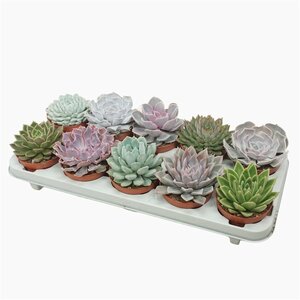 Echeveria mix