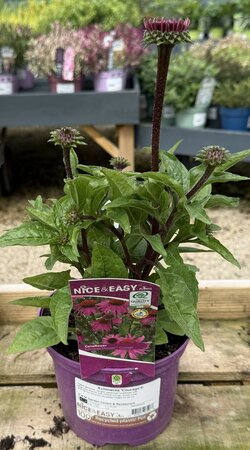 Echinacea 'Courage'®