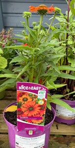 Echinacea 'Fearless'® - image 2