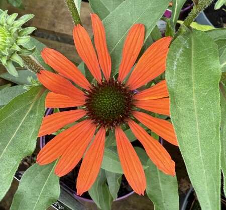 Echinacea 'Fearless'® - image 1