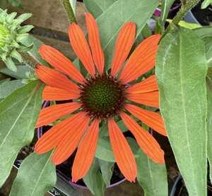 Echinacea 'Fearless'® - image 1