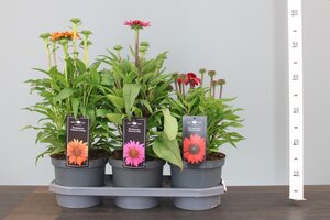Echinacea 'Mooodz'® mix