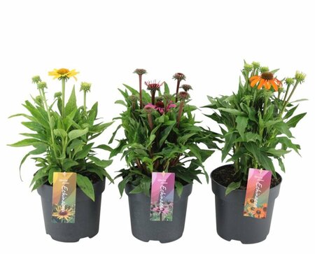 Echinacea 'Mooodz'® mix