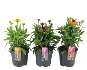 Echinacea 'Mooodz'® mix