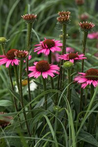 Echinacea 'Mooodz'® mix