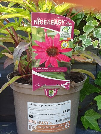 ECHINACEA p. Pow wow Wild Berry