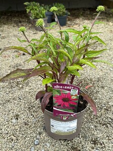 Echinacea p. 'Pow Wow Wild Berry'