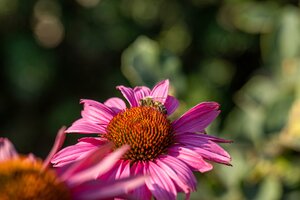 Echinacea purp. Fatal Attraction