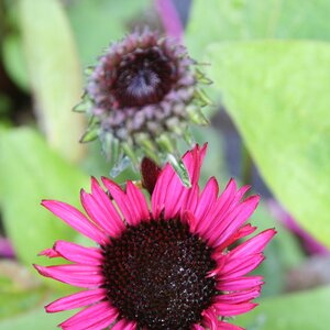 Echinacea purp. Fatal Attraction