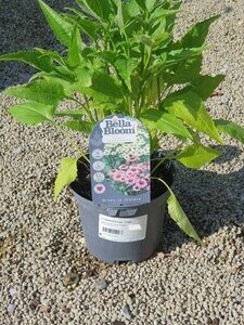 ECHINACEA purp. Virgin