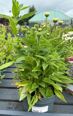 Echinacea purpurea mix