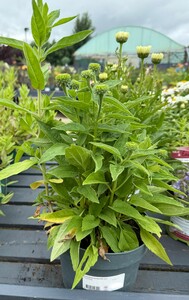 Echinacea purpurea mix