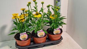 Echinacea 'Sombrero® Lemon Yellow'