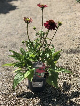 ECHINACEA SunSeekers Tequila Sunrise