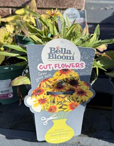 ECHINACEA SunSeekers Tequila Sunrise