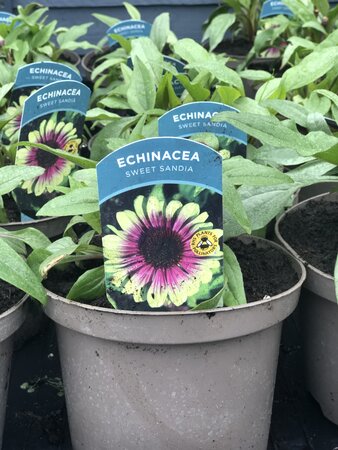 Echinacea Sweet Sandia