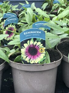 Echinacea Sweet Sandia