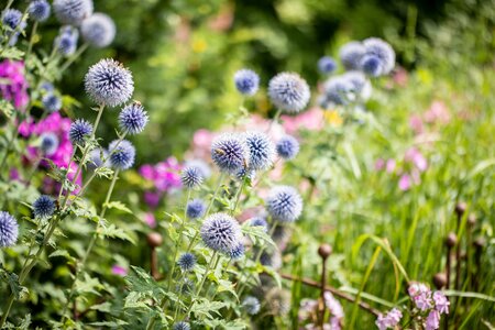 Echinops bann. 'Blue Globe'