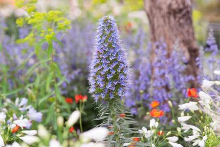 ECHIUM CANDICANS