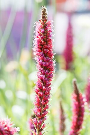 Echium pininana 'Pink Fountain'