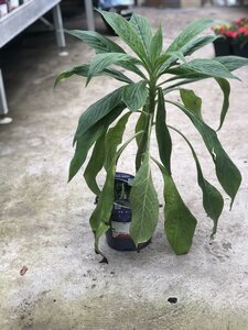 Echium pininana 'Snow Tower'