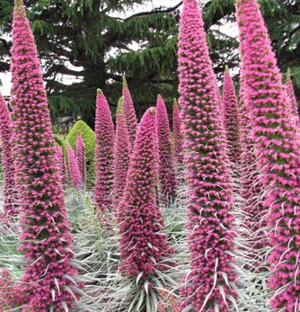 ECHIUM PINK FOUNTAIN