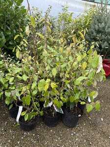 Elaeagnus ebb. 'Compacta'