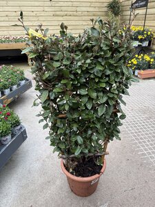 Elaeagnus Ebbingei Compacta Frame (Frame 80*40 )