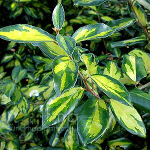 ELAEAGNUS x ebbingei 20-30cm