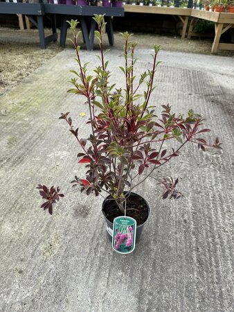 ENKIANTHUS C. RED BELLS