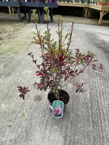 ENKIANTHUS C. RED BELLS