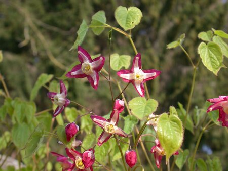 Epimedium x rubrum