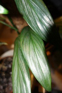 Epipremnum amp.silver stripe