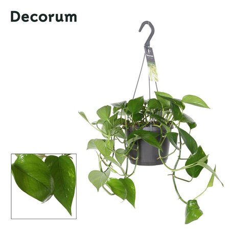 Epipremnum pinnatum 'Aureum' P18, hanging pot