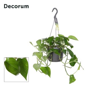 Epipremnum pinnatum 'Aureum' P18, hanging pot