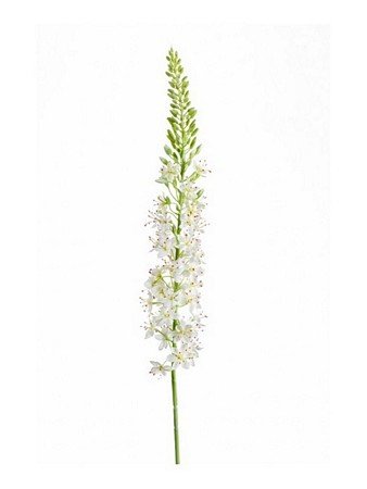 Eremurus spray